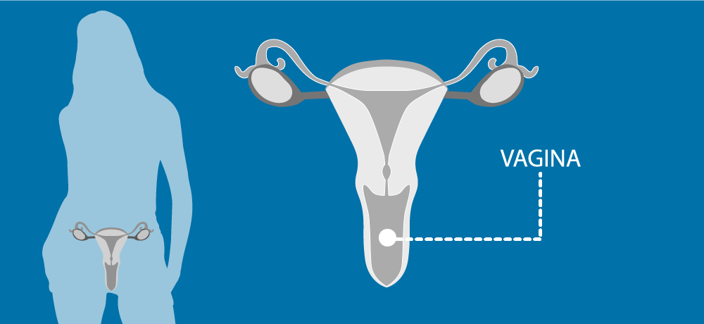 Vaginal Vulval Vaginal Vulval
